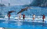 Bangkok - Safari World with Marine Park with Lunch 